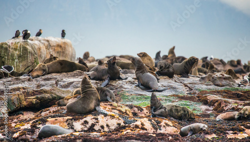 Foto Colony of brown fur seals (Arctocephalus pusillus) on an island in the open sea
