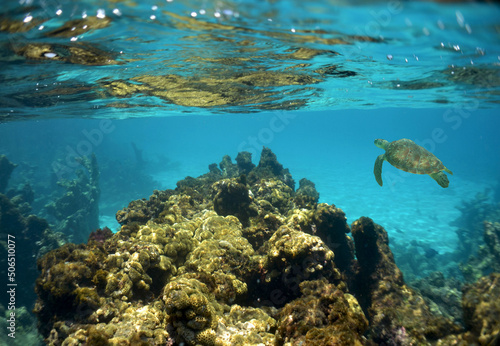 Fototapeta Naklejka Na Ścianę i Meble -  green sea turtle in its natural environment in the caribbean sea
