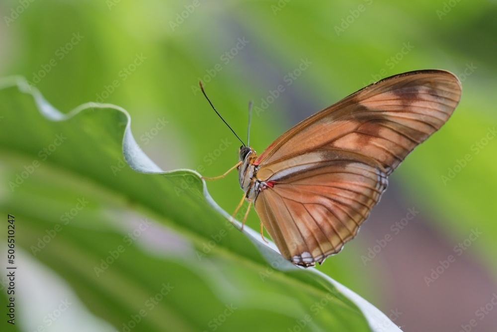 Obraz premium butterfly on leaf