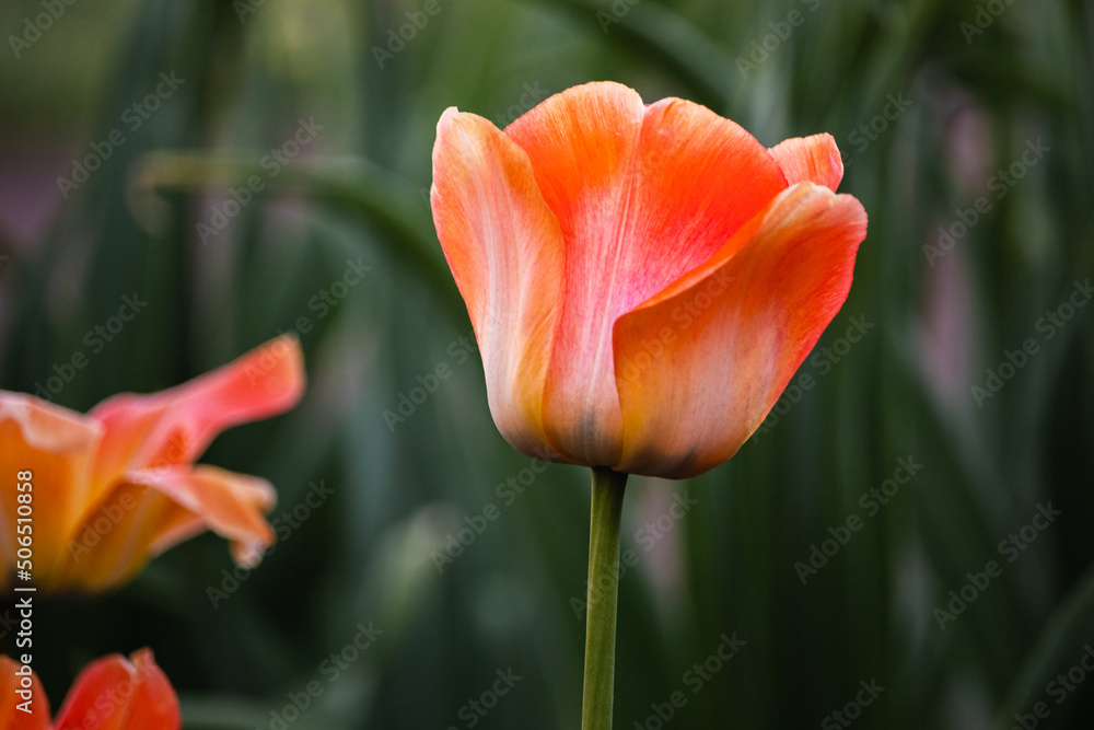 Fototapeta premium different varieties of tulips in spring