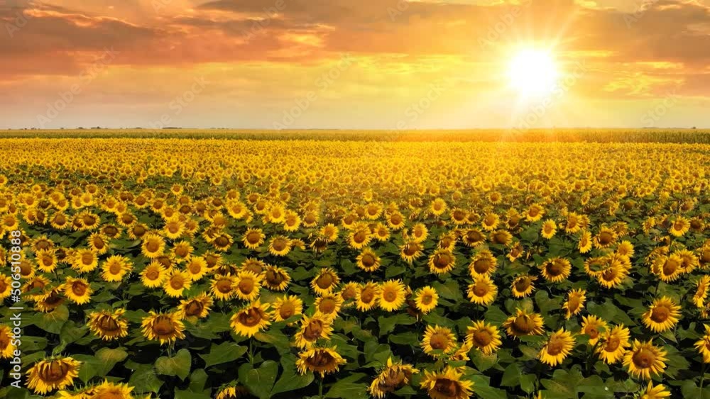 Aerial drone shot of beautiful blossom yellow sunflower field at sunset ...