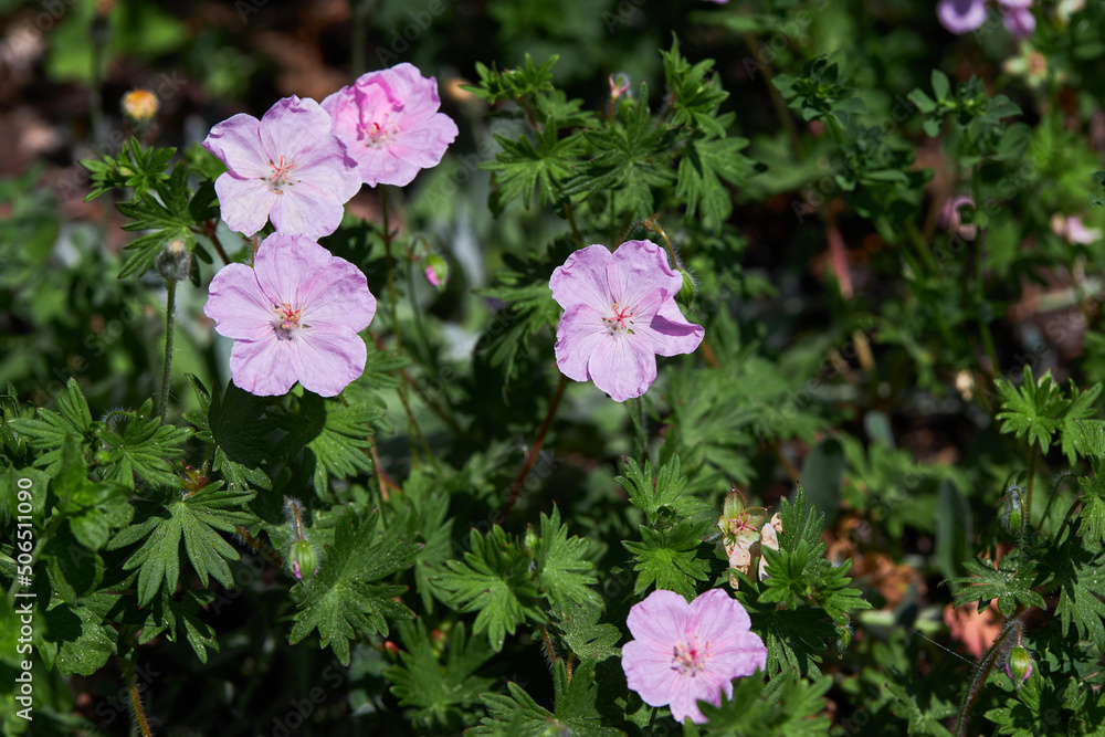 Geranium sanguineum Striatum is a beautiful ornamental flowering plant. Common names are Bloody crane's-bill or Bloody geranium Geranium sanguineum Striatum is a beautiful ornamental flowering plant. Common names are Bloody crane's-bill or Bloody geranium