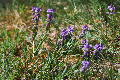 Polygala vulgaris, known as the common milkwort. Blue flowers of the family Polygalaceae. photo