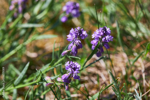 Polygala vulgaris, known as the common milkwort. Blue flowers of the family Polygalaceae. photo