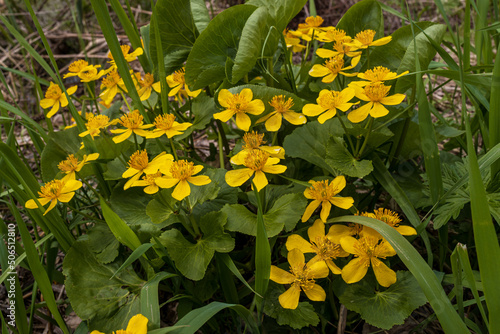 Caltha palustris, known as marsh-marigold and kingcup, is a small to medium size perennial herbaceous plant of the buttercup family, native to marshes, fens, ditches and wet woodland photo