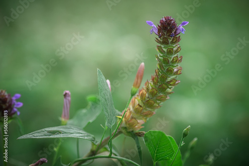 Prunella vulgaris, self-heal, heal-all, woundwort, heart-of-the-earth, carpenter's herb, brownwort and blue curls purple flower growing on the field. Honey and medicinal plants in Europe. drug plants photo