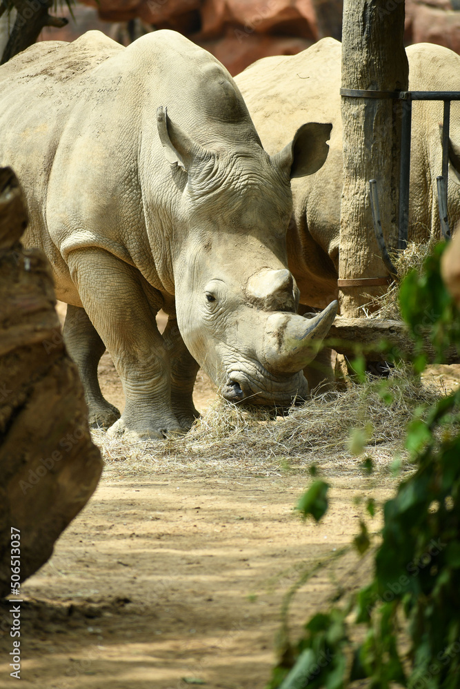 Obraz premium Retraro de un Rinoceronte Blanco comiendo en el Zoologico. Concepto de preservacion animal en cautiverio.