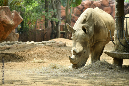 Rinoceronte Blanco comiendo en el Zoologico. Espacio para texto al lado Izquierdo. Concepto de preservacion animal en cautiverio.