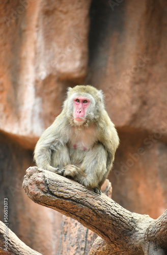 Retraro de un Macaco Moca sentado sobre un tronco de arbol. Espacio para texto en la parte superior. © Cristyan
