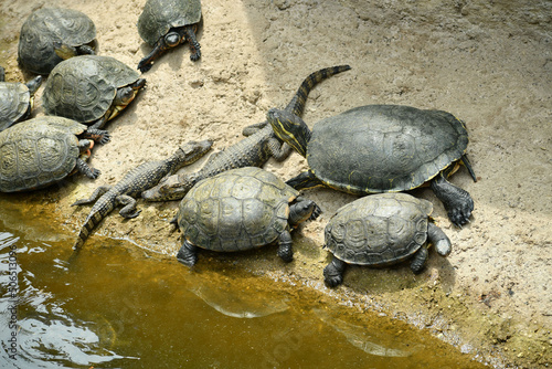 Tortugas y lagartos en el estanque.