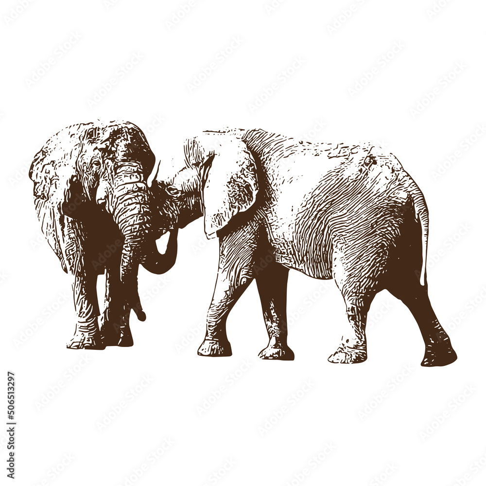 elephant Vector drawing illustration black and white engrave isolated