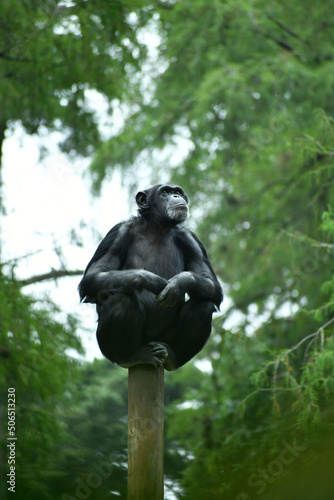 Mono sentado sobre un tronco rodeado por arboles con hojas verdes. Espacio para texto en la parte superior. © Cristyan