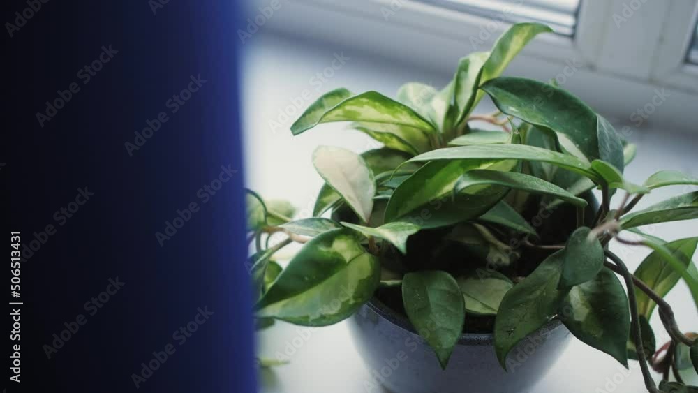 Flower plant close-up. Green leaves texture. Evergreen home decoration. Flower plant close-up. Green leaves texture. Evergreen home decoration.