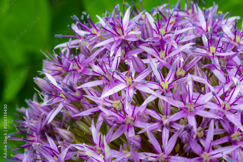 star of persia allium close up star of persia allium close up