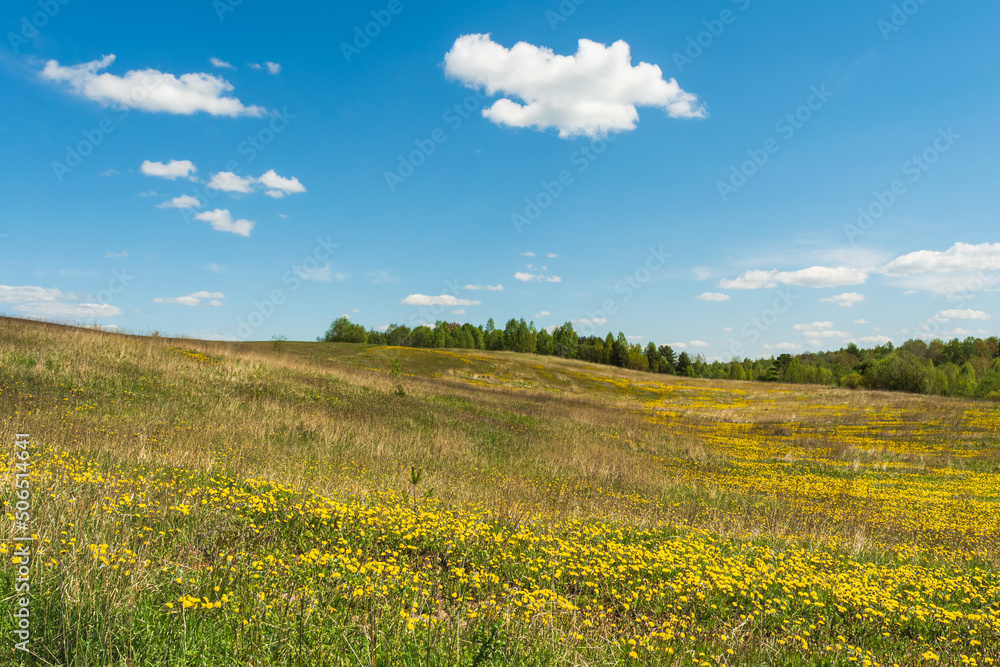 A valley with small hills, last year's dry grass, young green grass and yellow flowers. On the horizon forest and shrubs. Spring landscape on a sunny day with blue sky and small clouds
