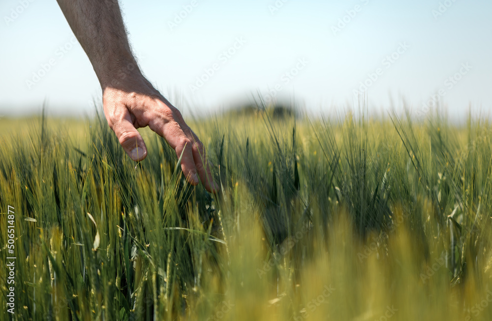 Farmer touching gently green unripe barley ears (Hordeum Vulgare) in cultivated field, closeup male hand over plants, concept of crop management in agriculture - obrazy, fototapety, plakaty 