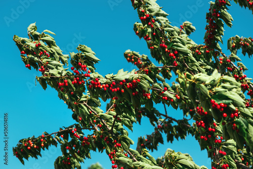 Obraz na plátně Sweet cherry (Prunus avium) tree branches full of ripe red fruit in summer