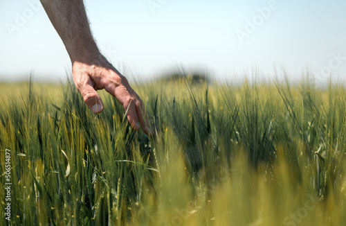 Canvastavla Farmer touching gently green unripe barley ears (Hordeum Vulgare) in cultivated