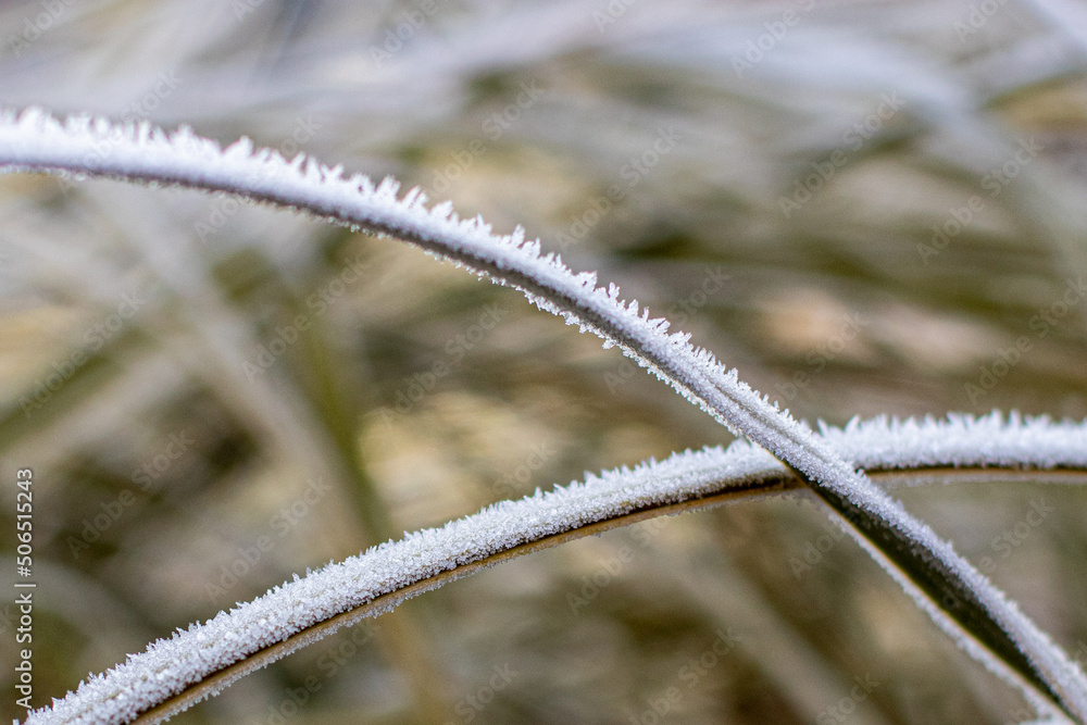Closeup of a frost on a dry grass