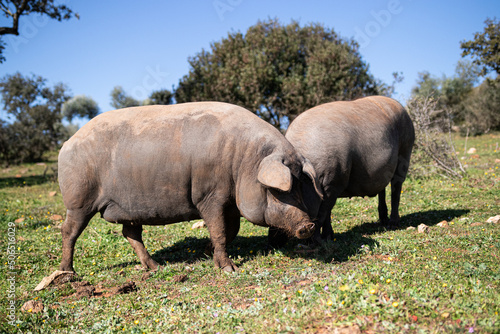 Cerdo iberico