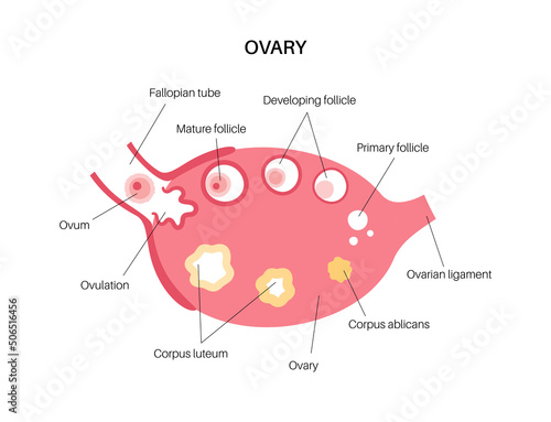 Ovary anatomy poster