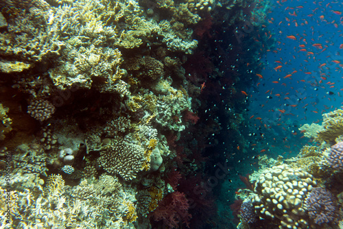 Fototapeta Naklejka Na Ścianę i Meble -  View of coral reef in Sharm el Sheik