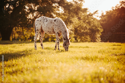 Foto Appaloosa horse in the pasture at sunset, white horse with black and brown spots