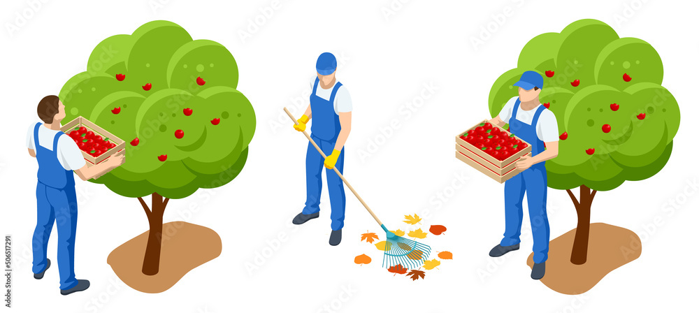 Isometric gardeners, farmers and workers caring for the garden, growing agricultural products. Ripe Apples in Orchard ready for harvesting
