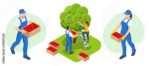 Isometric gardeners, farmers and workers caring for the garden, growing agricultural products. Ripe Apples in Orchard ready for harvesting