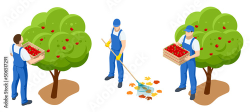 Isometric gardeners  farmers and workers caring for the garden  growing agricultural products. Ripe Apples in Orchard ready for harvesting