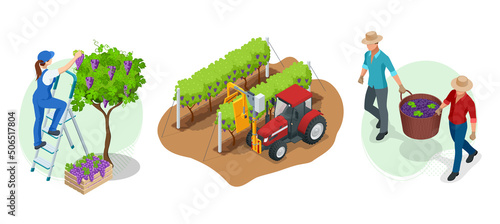 Isometric gardeners, farmers, workers caring for the garden, growing agricultural products. Grape harvest, Red wine grapes. Vineyard In Fall Harvest With Ripe Grapes. Oganic food, fine wine handmade