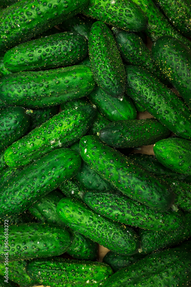 Cucumis Cucumis