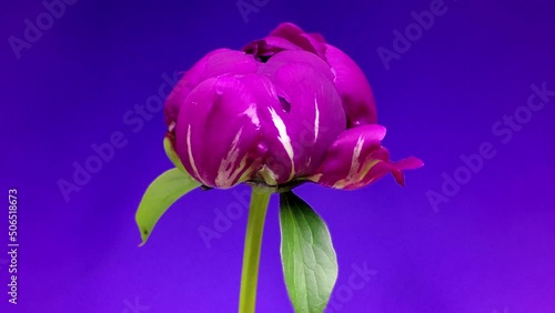Pink peon flower time lapse. Peon flower template for design and decoration. Plant biological footage. photo