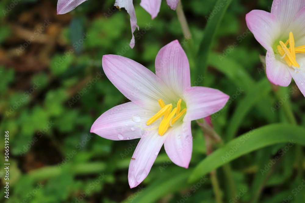 沖縄県宮古島 可憐に咲くサフランモドキの花 沖縄県宮古島 可憐に咲くサフランモドキの花