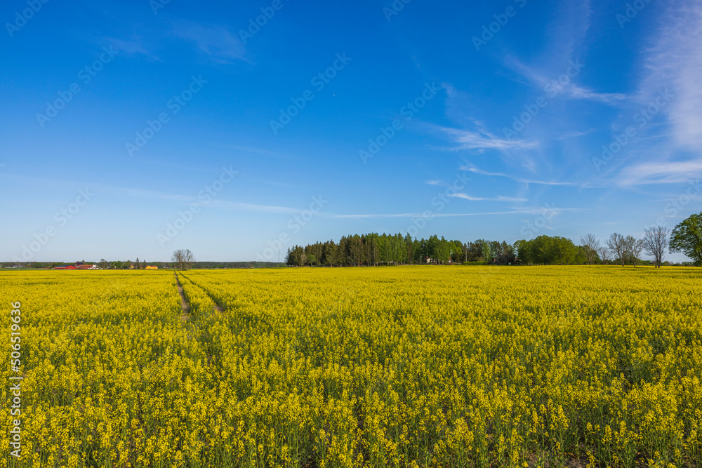 Beautiful spring view of flowering rapeseed field against blue sky. Sweden.