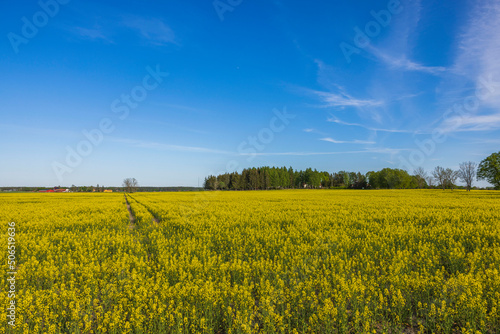 Beautiful spring view of flowering rapeseed field against blue sky. Sweden.