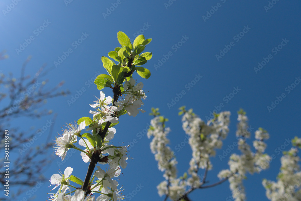 Plum flowers on a branch in an orchard, opposite the blue sky. Shallow depth of field, close up Plum flowers on a branch in an orchard, opposite the blue sky. Shallow depth of field, close up