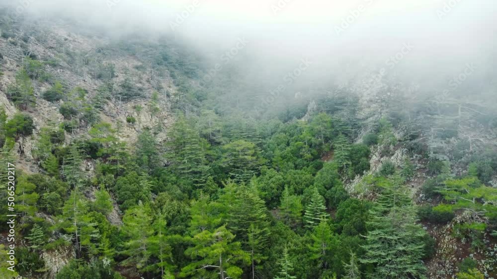 Rainy weather in mountains. Misty fog blowing over pine tree forest. Aerial footage of spruce forest trees on the mountain hills at misty day. Morning fog at beautiful autumn forest. Rainy weather in mountains. Misty fog blowing over pine tree forest. Aerial footage of spruce forest trees on the mountain hills at misty day. Morning fog at beautiful autumn forest.