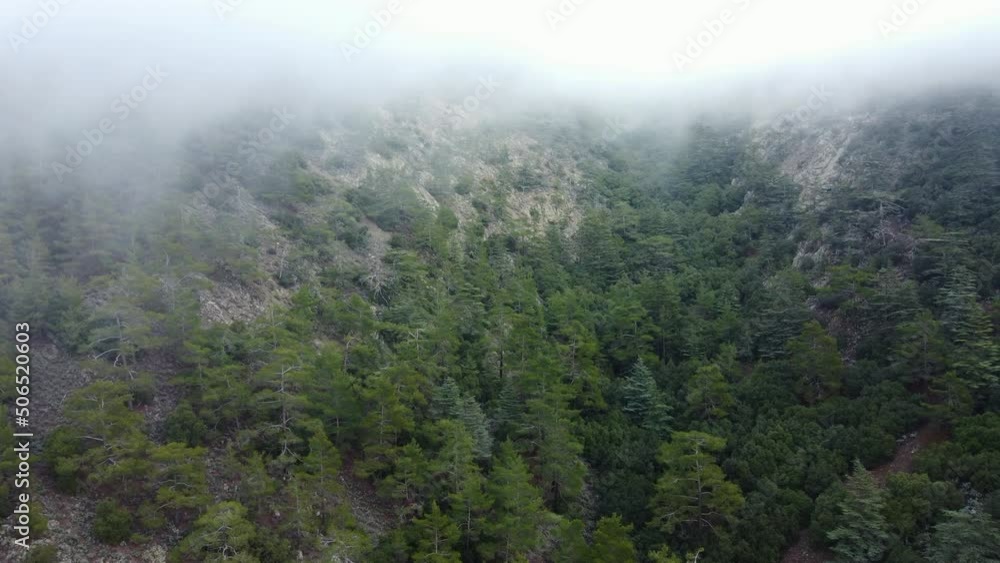 Rainy weather in mountains. Misty fog blowing over pine tree forest. Aerial footage of spruce forest trees on the mountain hills at misty day. Morning fog at beautiful autumn forest. Rainy weather in mountains. Misty fog blowing over pine tree forest. Aerial footage of spruce forest trees on the mountain hills at misty day. Morning fog at beautiful autumn forest.