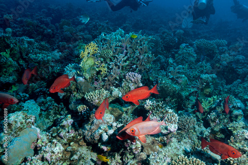 Gruppo di Priacanthus hamrur. o pesce mascherato con la coda a falce sulla barriera corallina
