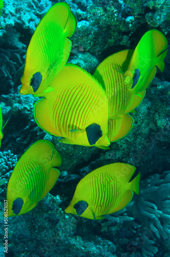 Gruppo di pesci farfalla mascherati, Chaetodon semilarvatus, sulla barriera corallina