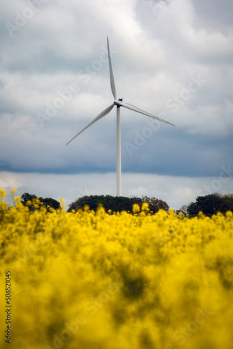 Wind turbine with dramatic sky and canola field on the Swedish countryside in Skane, Sweden. Selective focus. © PhotosbyPatrick