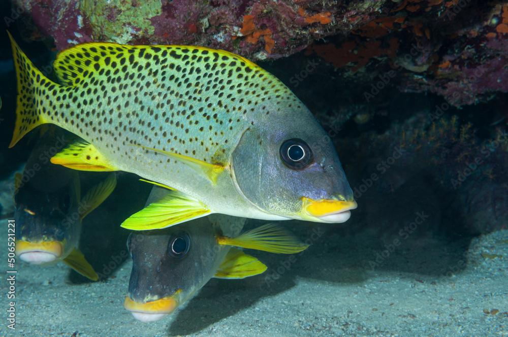 Piccolo gruppo di dolcilabbra Plectorhinchus gaterinus Piccolo gruppo di dolcilabbra Plectorhinchus gaterinus