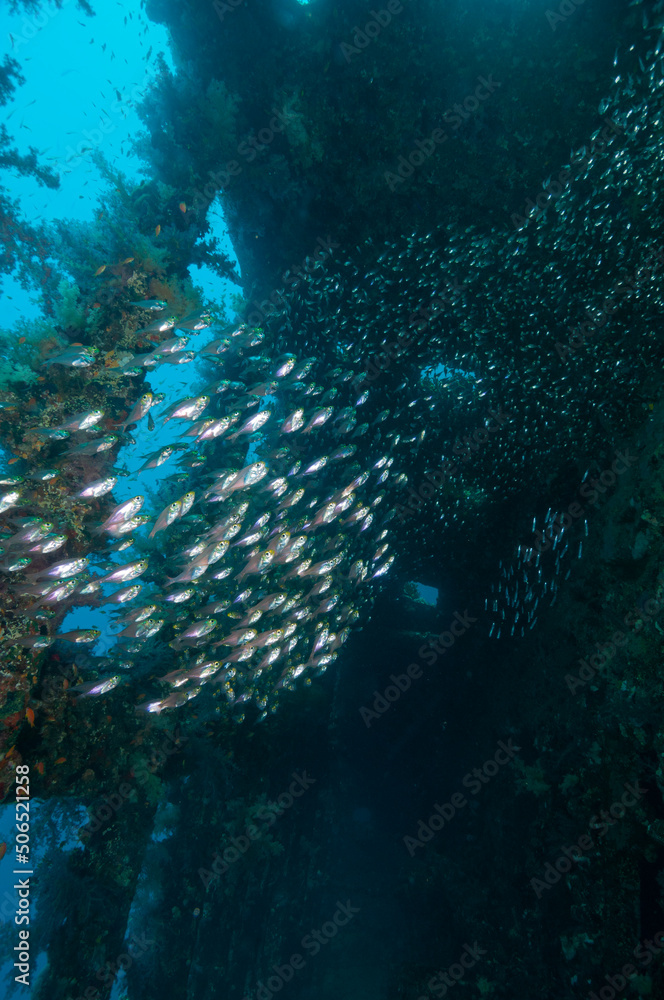 Nuvole di glassfish o pesci vetro dfentro un relitto in mar rosso Nuvole di glassfish o pesci vetro dfentro un relitto in mar rosso