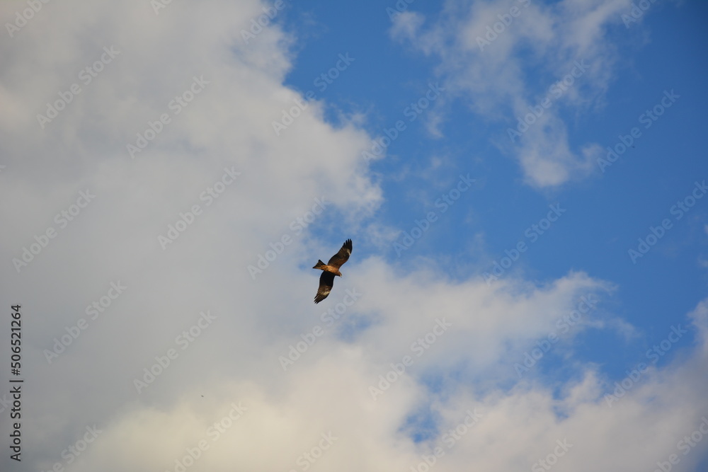 Obraz premium 野鳥