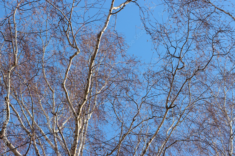 Birch tree branches.