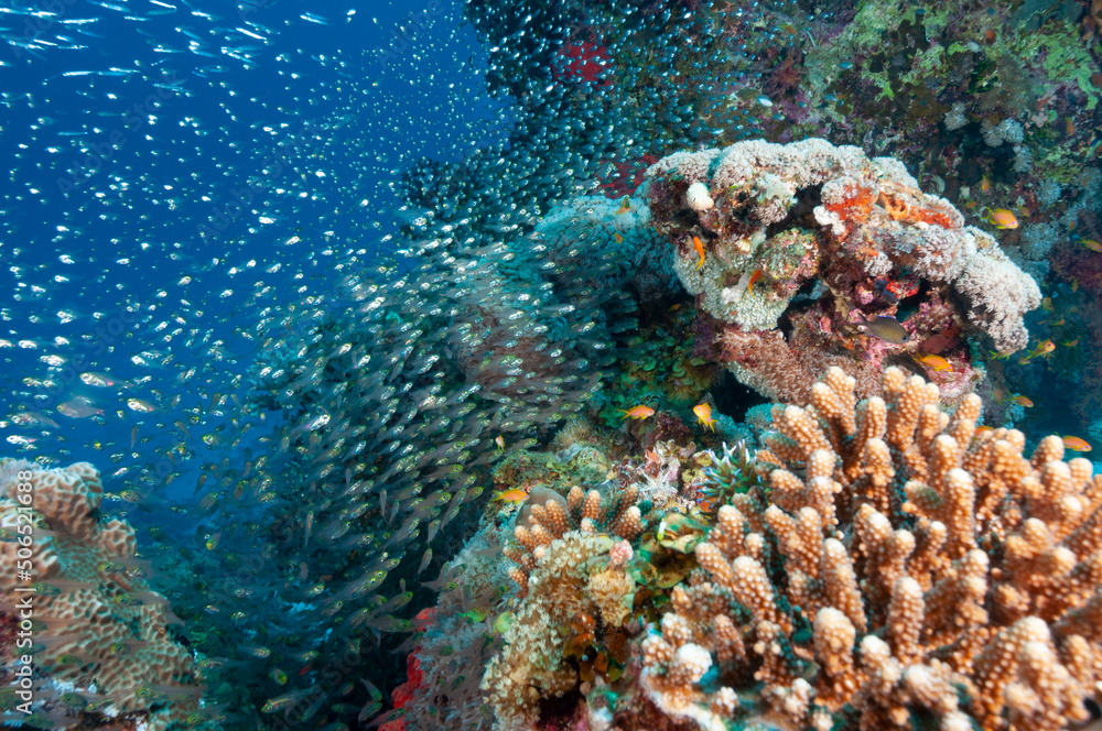 Fototapeta premium Nuvole di glassfish o pesci vetro nella barriera corallina