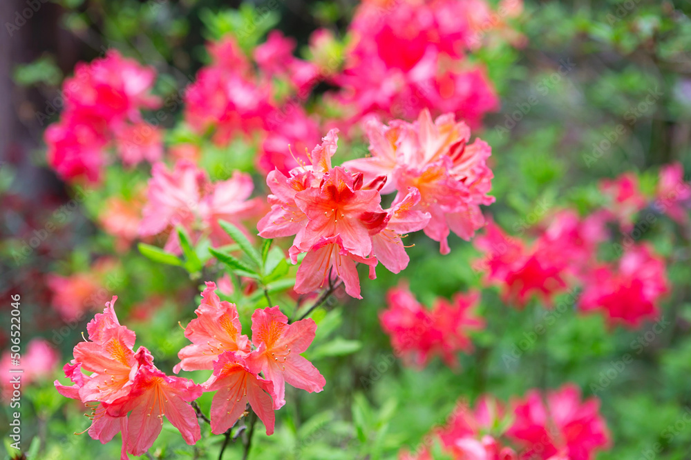 Japanese rhododendron (rhododendron japonicum) in the botanical garden. Blooming rhododendron in spring, internet springtime banner. floral background.