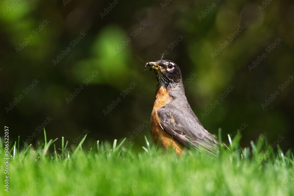 American Robin in the grass with its beak filled with insects. Captured in Richmond Hill, Ontario, Canada. American Robin in the grass with its beak filled with insects. Captured in Richmond Hill, Ontario, Canada.