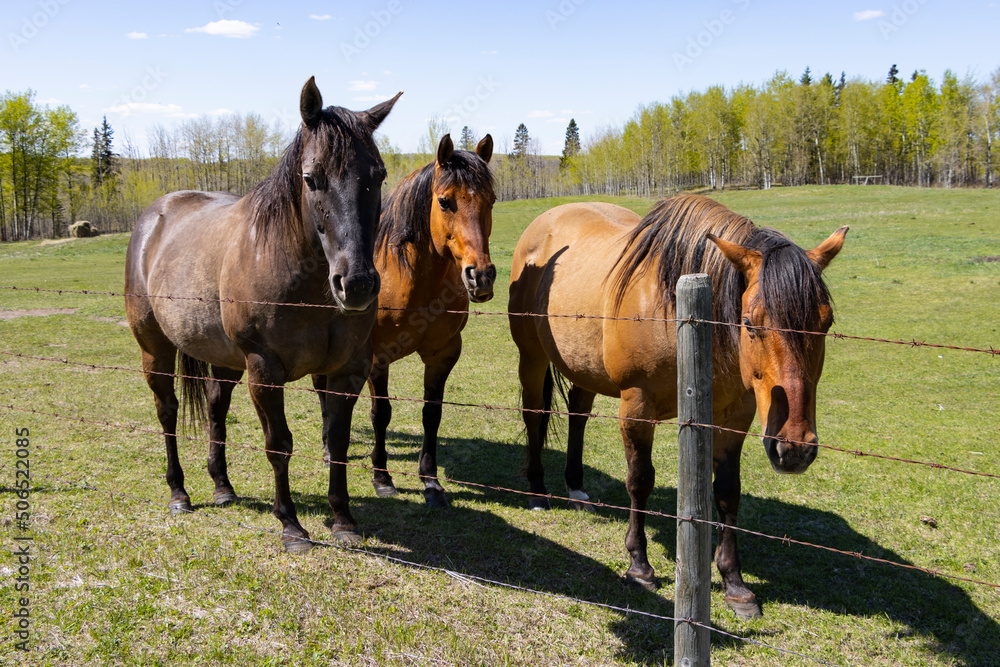 Fototapeta premium horses standing by fence looking at camera